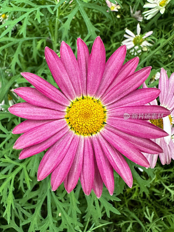 明亮的粉红色，雏菊(Argyranthemum frutescens)花生长在花园花坛的全画幅图像，花头与绿色的叶子和茎的背景，重点在前景